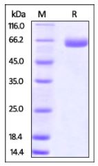 Mouse B7-H3, Fc Tag on SDS-PAGE under reducing (R) condition. The gel was stained overnight with Coomassie Blue. The purity of the protein is greater than 95%.